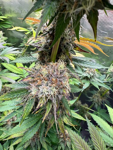 Growreport Bild 23