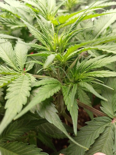 IMG_20240519_200503_PORTRAIT