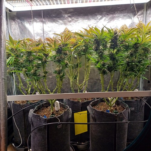 Growreport Bild 2