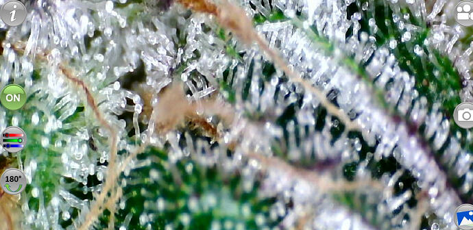 Growreport Bild 2