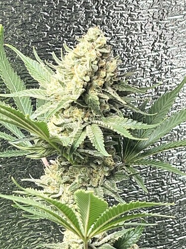 Growreport Bild 4
