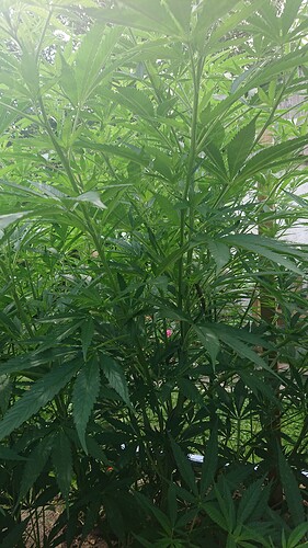 Growreport Bild 50