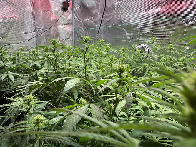 Growreport Bild 59