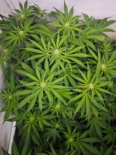Growreport Bild 25