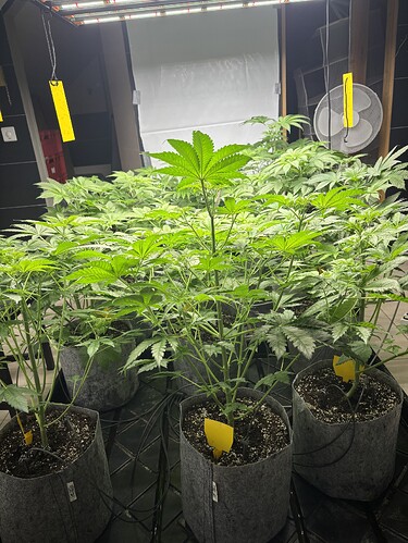 Growreport Bild 43