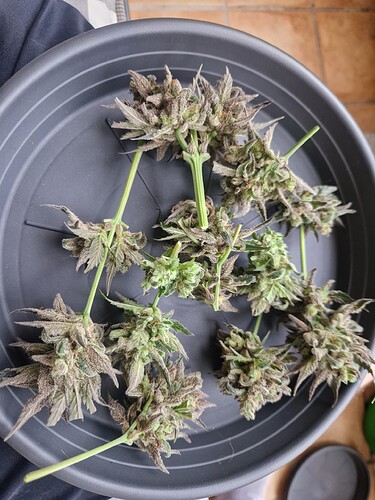 Growreport Bild 19