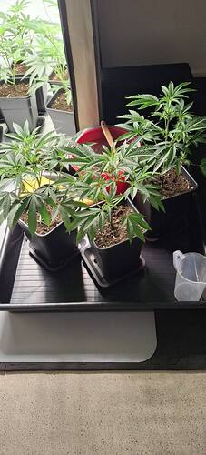 Growreport Bild 33