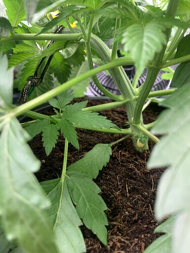 Growreport Bild 13