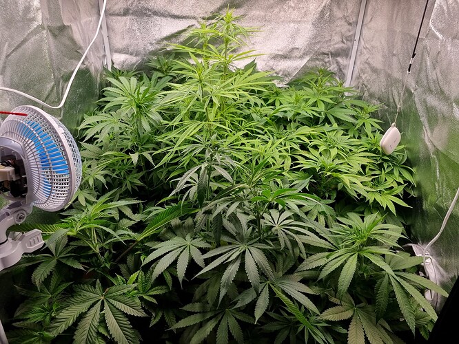 Mehrere Cannabispflanzen in einer Growbox, eine davon mit einem Ventilator davor.
