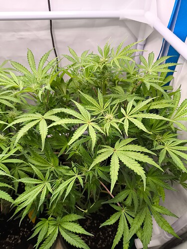 Growreport Bild 38