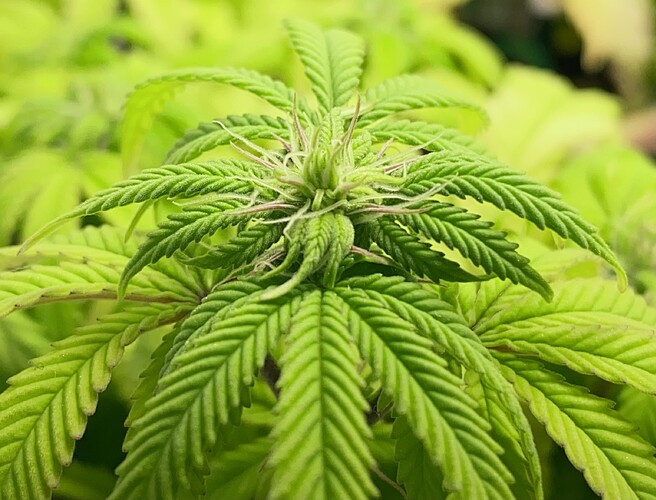 Growreport Bild 27