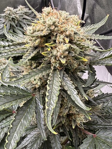 Growreport Bild 17