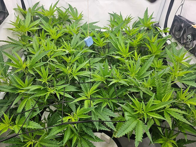 Growreport Bild 12