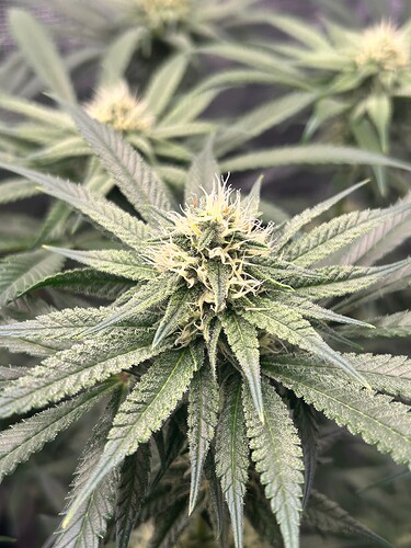 Growreport Bild 33