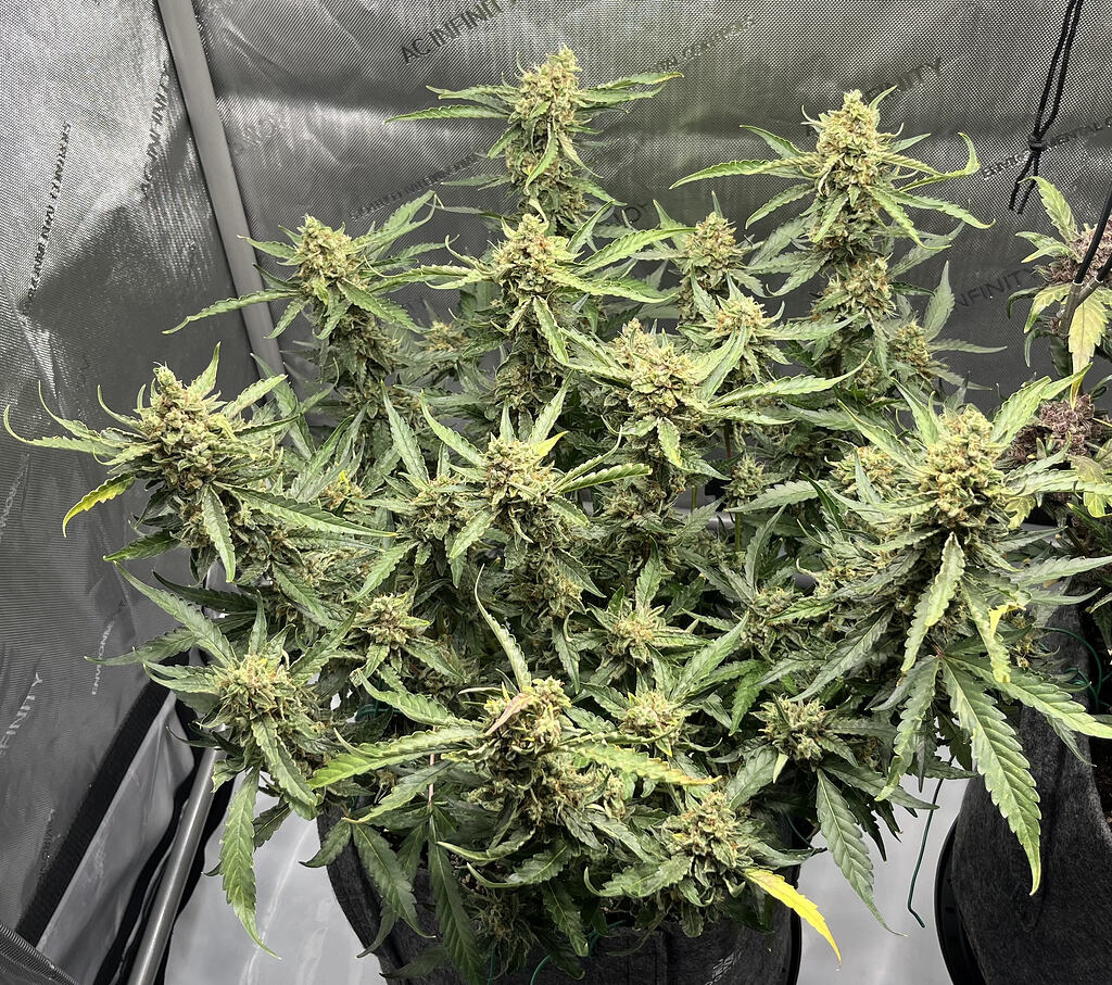 Zweiter Indoor Grow / Erstversuch mit mineralischer Erde und Autos 1 x Apricot / 1 x Super Boof