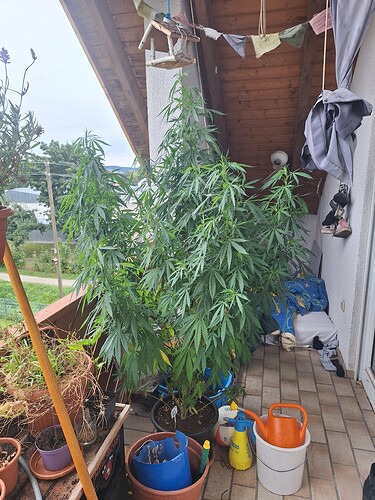Growreport Bild 1