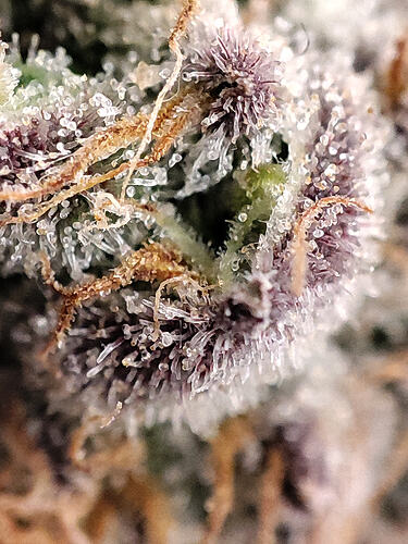 Growreport Bild 10
