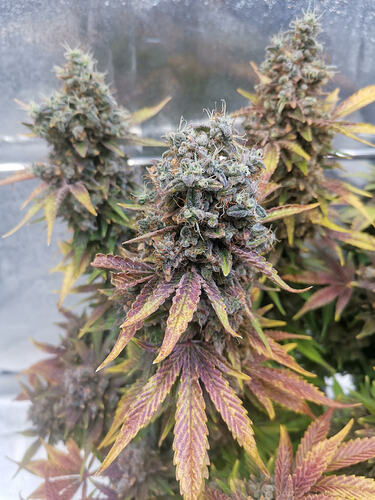 Growreport Bild 17