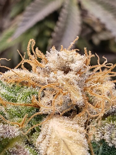 Growreport Bild 5
