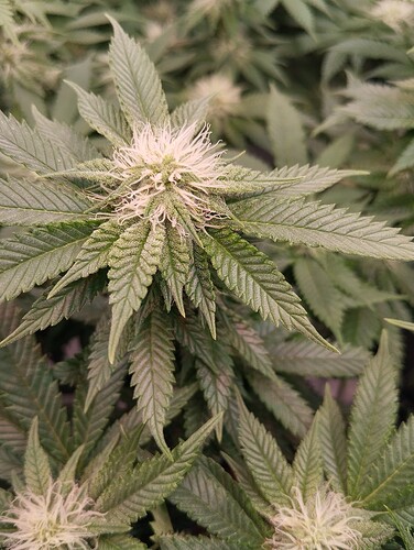 IMG_20250203_203628 - Kopie