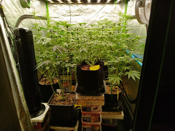Mehrere Cannabis-Pflanzen in einem Zelt, die sich in der Blütephase befinden, mit Lüftern und Beleuchtung.