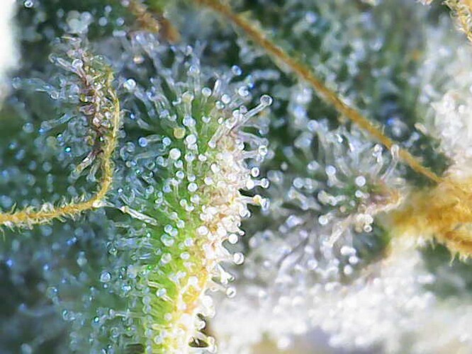 Growreport Bild 6