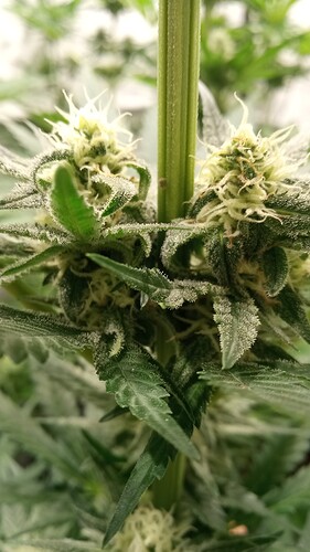 Growreport Bild 66