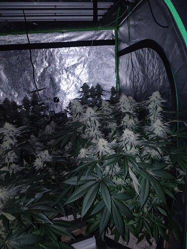 Growreport Bild 16