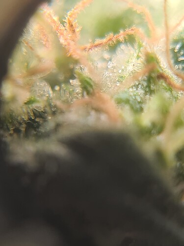 Growreport Bild 35