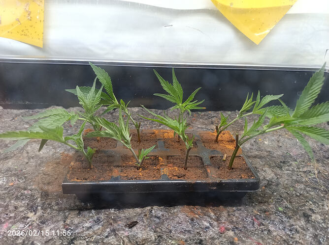 Growreport Bild 36