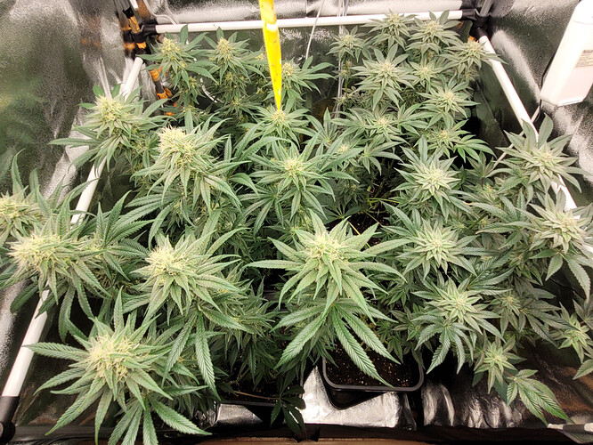 Growreport Bild 2