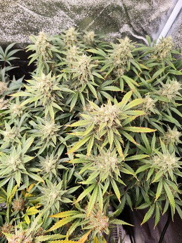 Growreport Bild 8