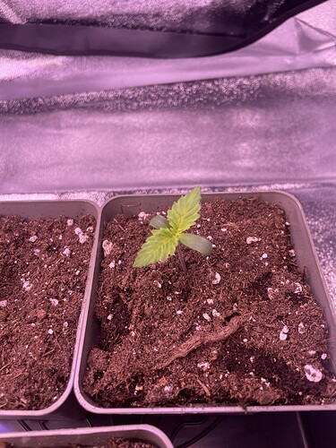Growreport Bild 6