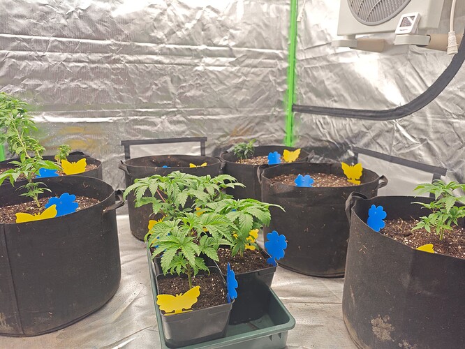 Growreport Bild 29