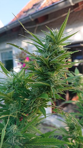 Growreport Bild 36