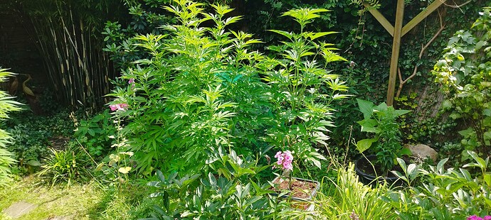 Growreport Bild 1