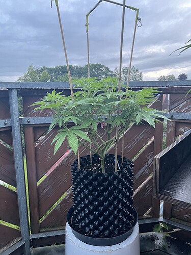 Growreport Bild 4