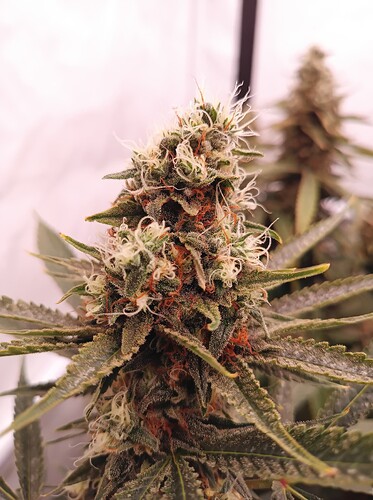 Growreport Bild 26