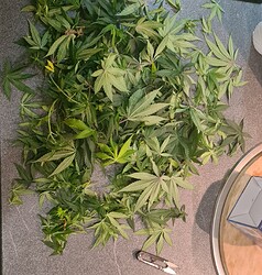Growreport Bild 52