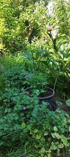 Growreport Bild 18