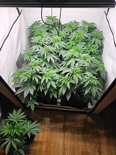 Growreport Bild 1
