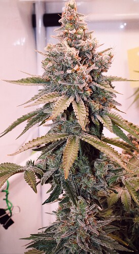 Growreport Bild 15