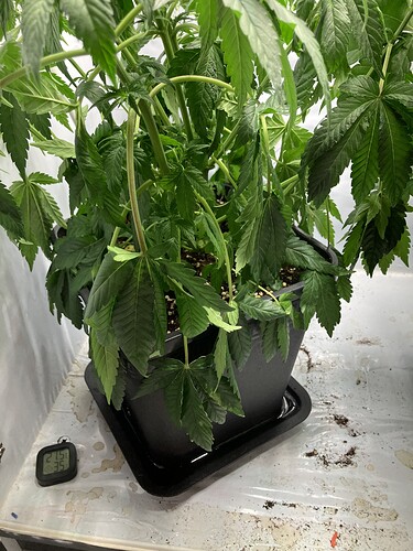 Growreport Bild 1