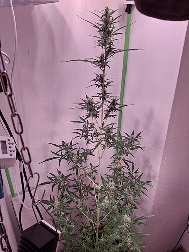 Growreport Bild 213