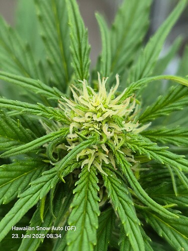 Hawaiian Snow Auto (Ganja Farmer) (Blüte)