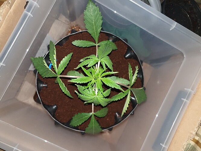 Growreport Bild 5