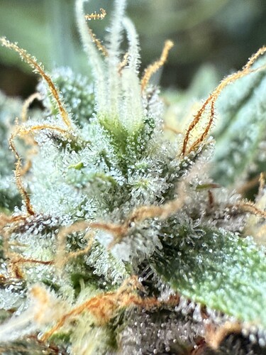 Growreport Bild 2