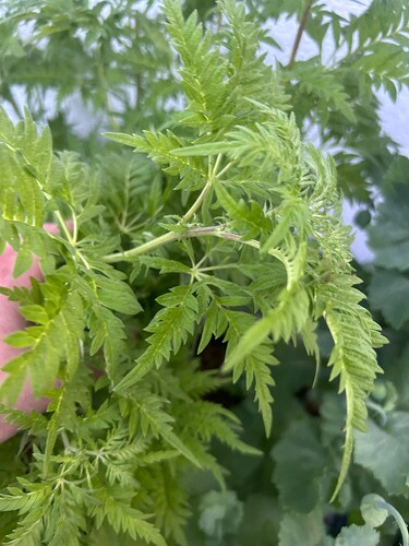 Growreport Bild 44