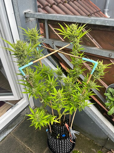 Growreport Bild 6