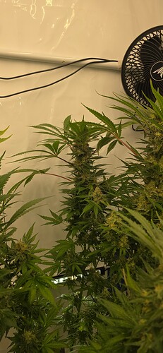Growreport Bild 67